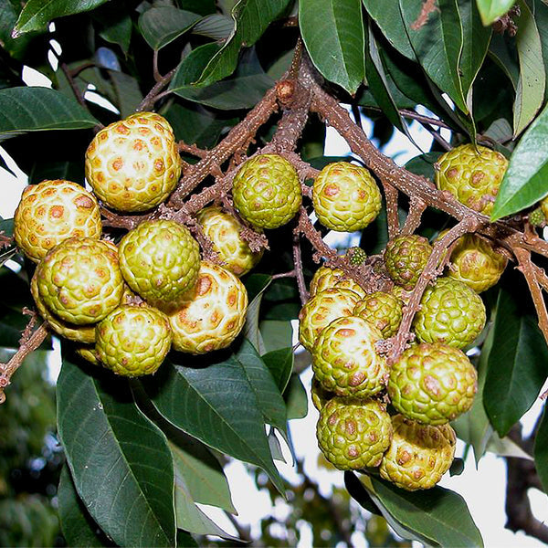 Unusual Fruits From Around the World