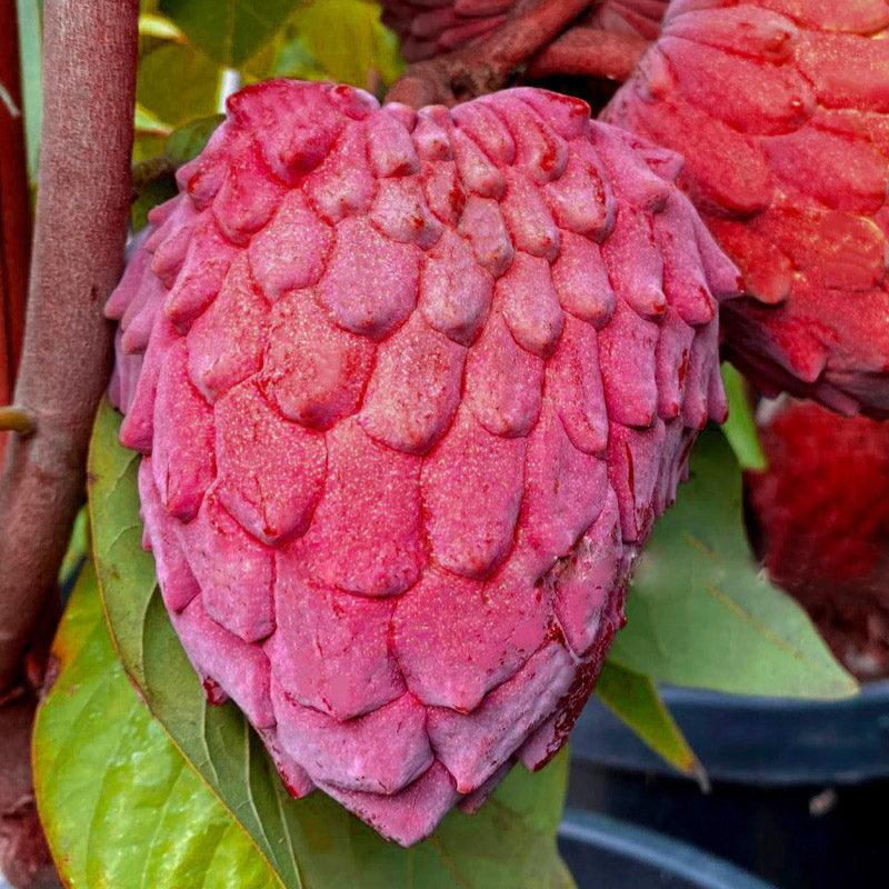 Red Gefner Atemoya Live Plant