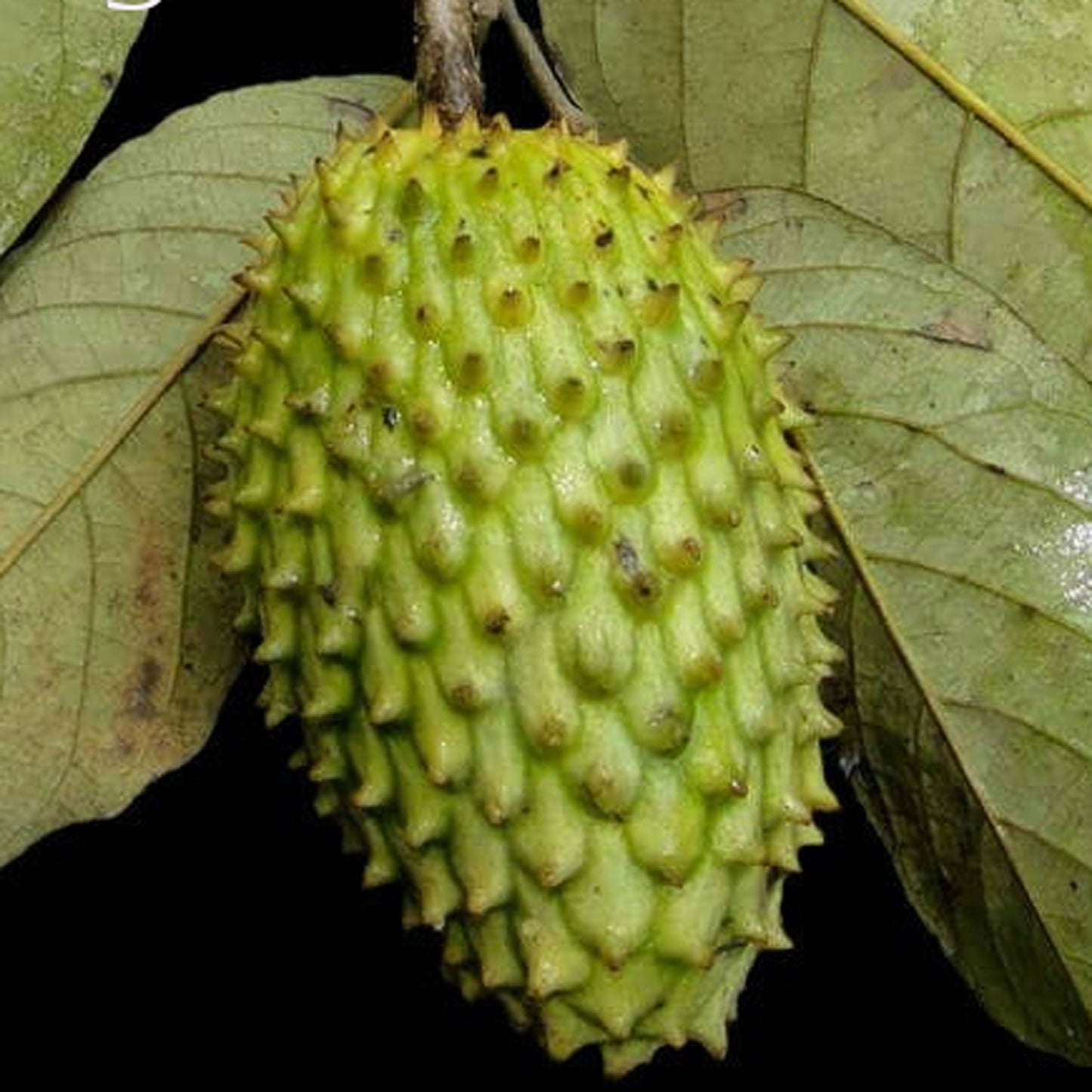 Annonilla (Annona hypoglauca) Fruit Plant
