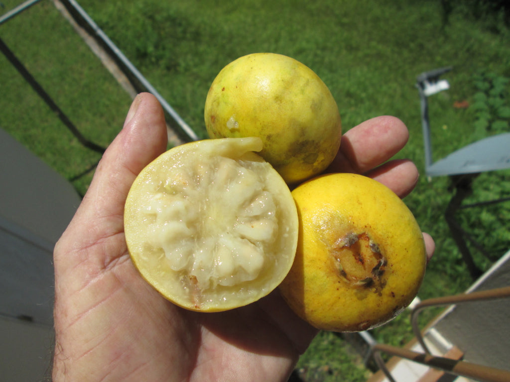 Brazilian Perfumed Guava Fruit Plant (Psidium angulatum)