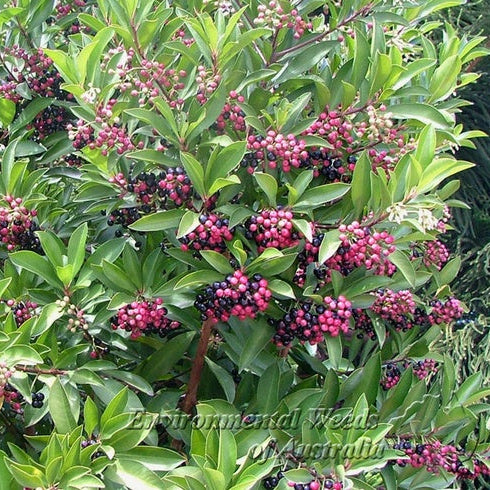 Coralberry Fruit Plants (Ardisia Elliptica)