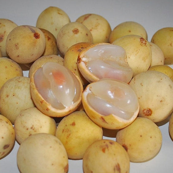 Langsat Fruit Plants (Lansium Parasiticum)