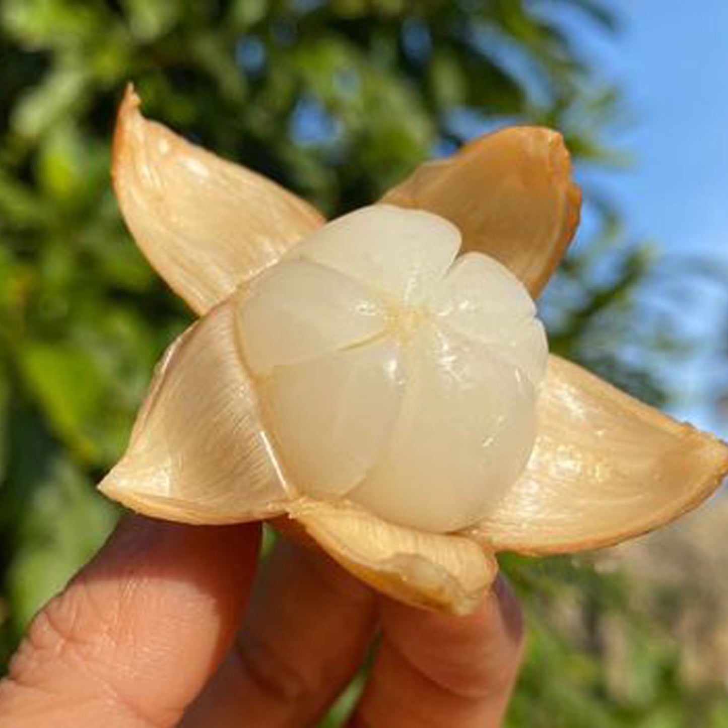 Langsat Fruit Plants (Lansium Parasiticum)