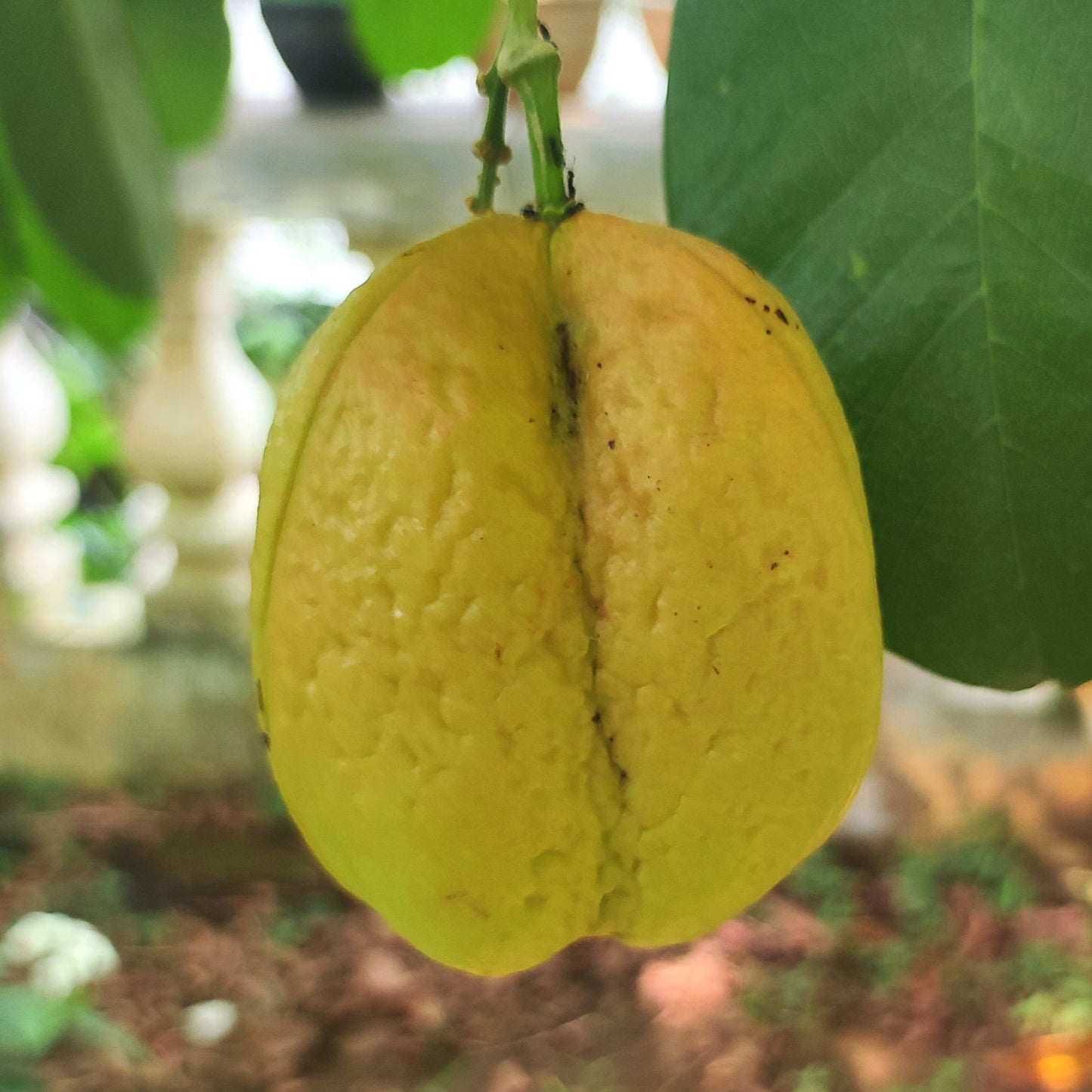 Akee Fruit Plants (Blighia Sapida)