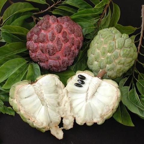 Sugar-Apple Fruit plant (Annona Squamosa)
