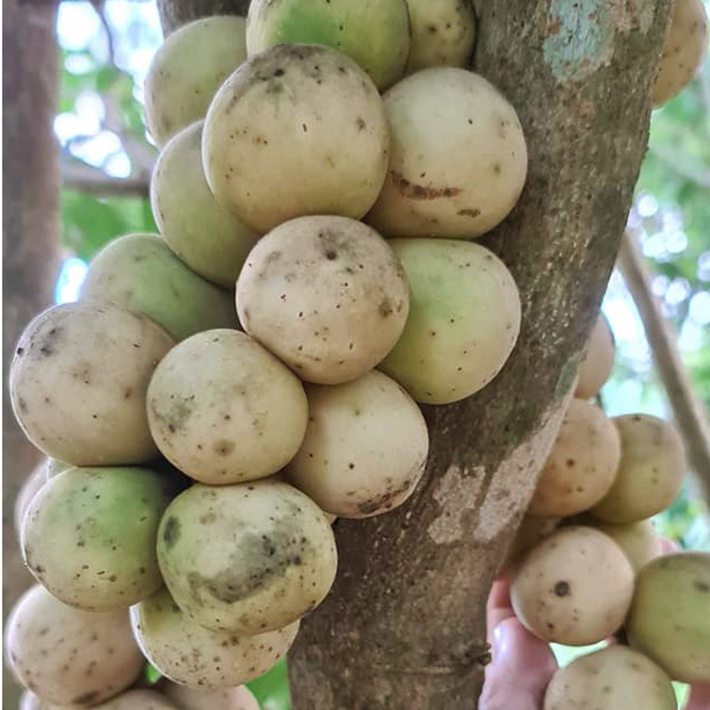 Langsat Fruit Plants (Lansium Parasiticum)
