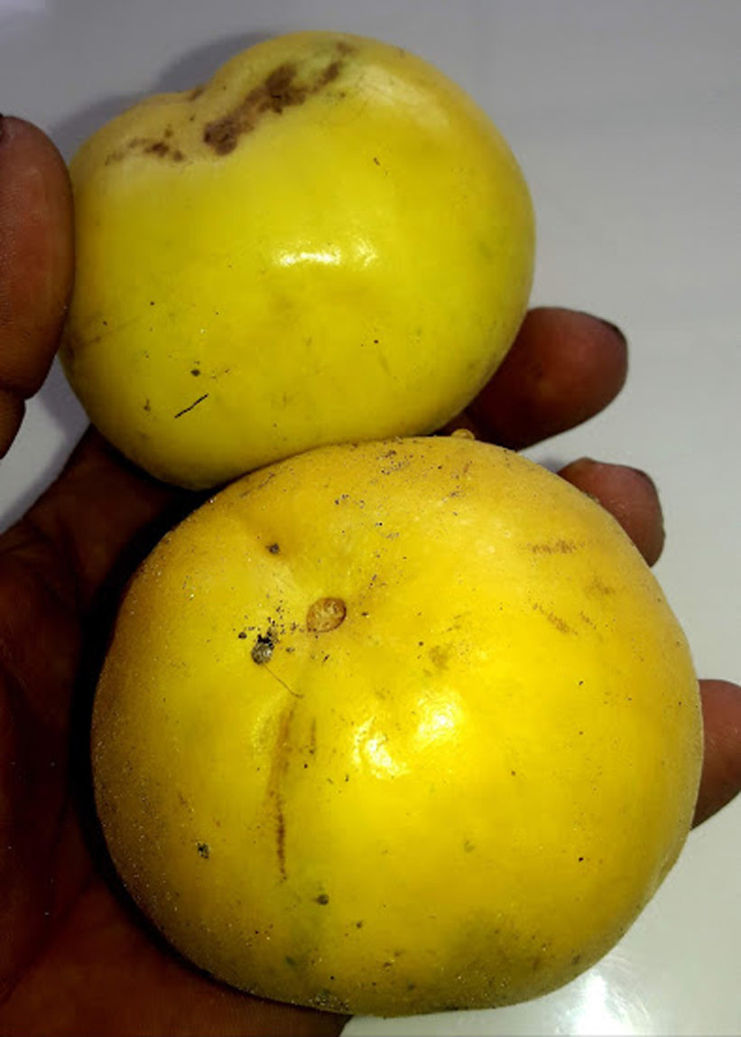 Sundrop Fruit Plant ( Eugenia Victoriana )
