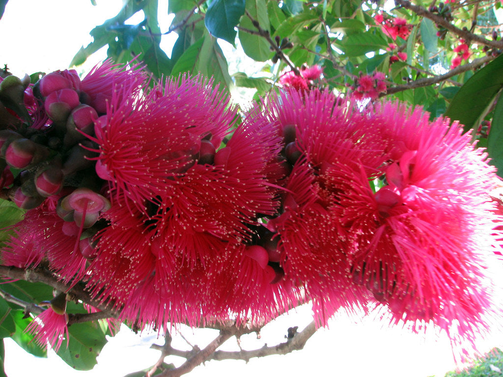 Malay Apple Live Plant (Syzygium malaccense )
