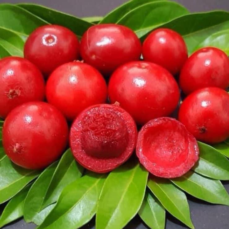 Ubaia Fruit Plant ( Eugenia Patrisii )