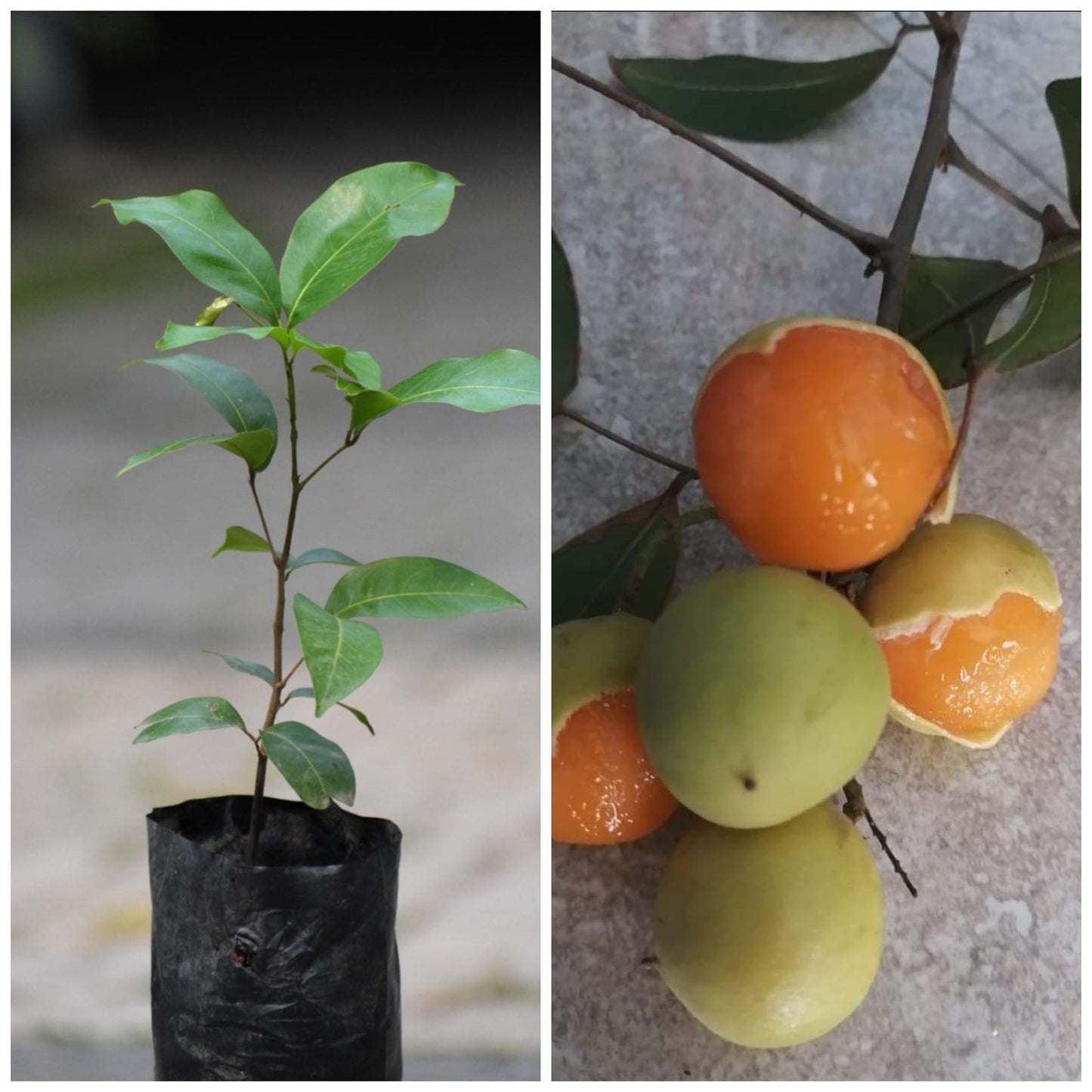 Guayas Fruit Live Plant (Talisia Oliviformis)