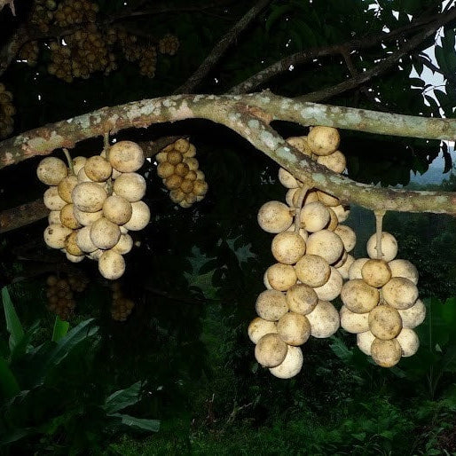 Langsat Fruit Plants (Lansium Parasiticum)