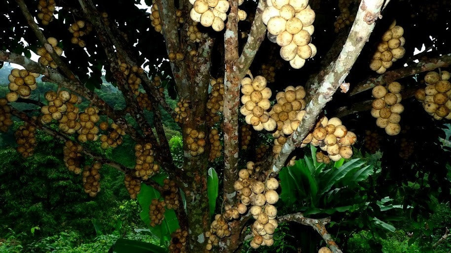 Langsat Fruit Plants (Lansium Parasiticum)