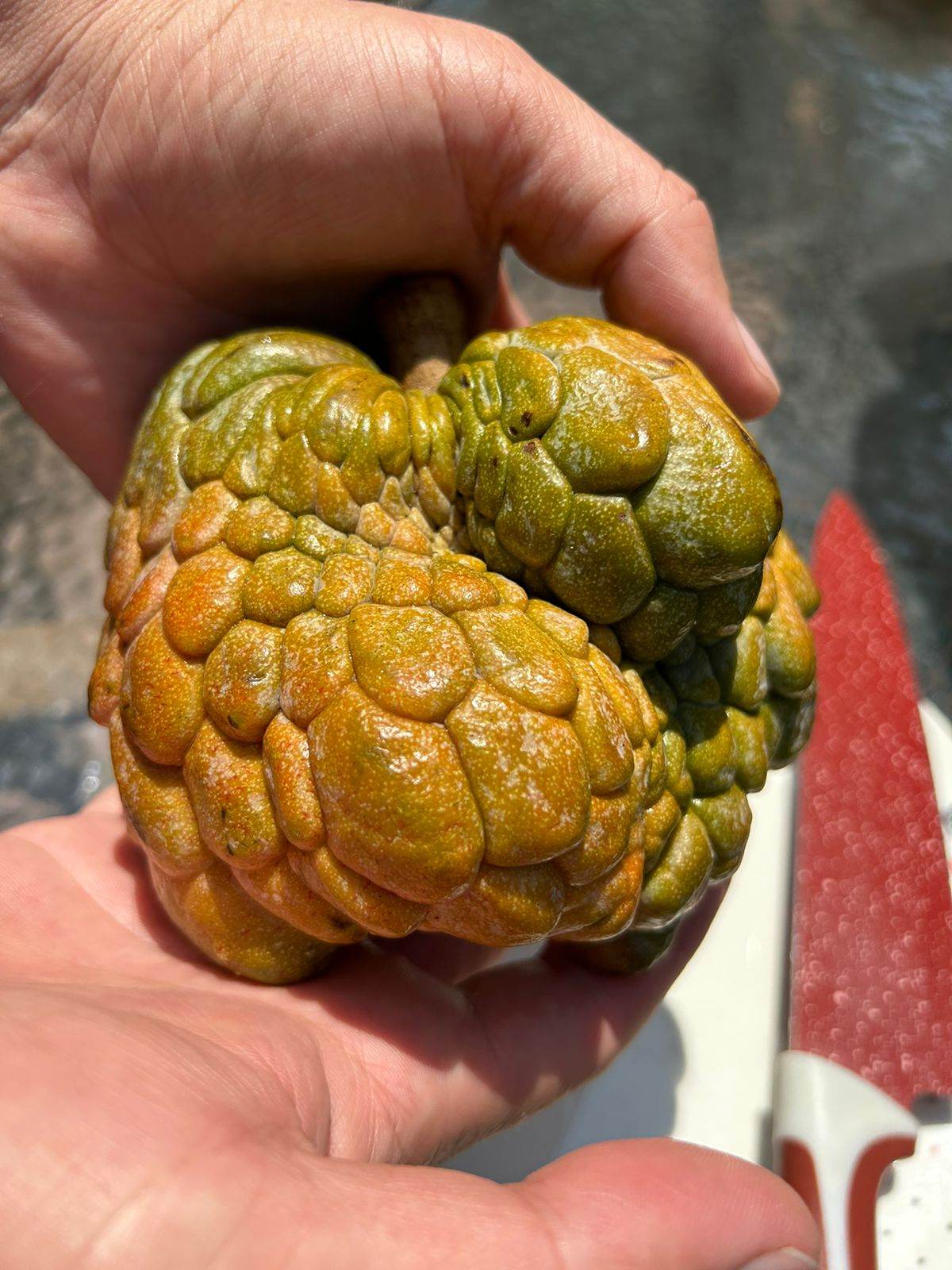 Pink Turkey Head Sugar Apple Live Plant ( Anonna reticulata " Pink turkey head )
