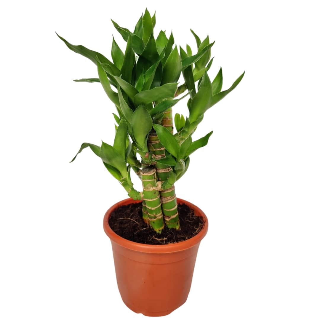lotus lucky bamboo Lucky Lotus Bamboo Live Plant – veliyathgardens