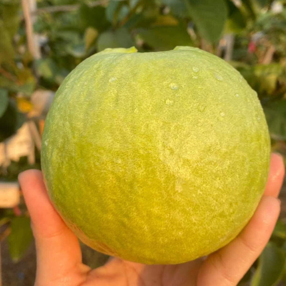 Pink Thai Guava Fruit Plant (Psidium Guajava)