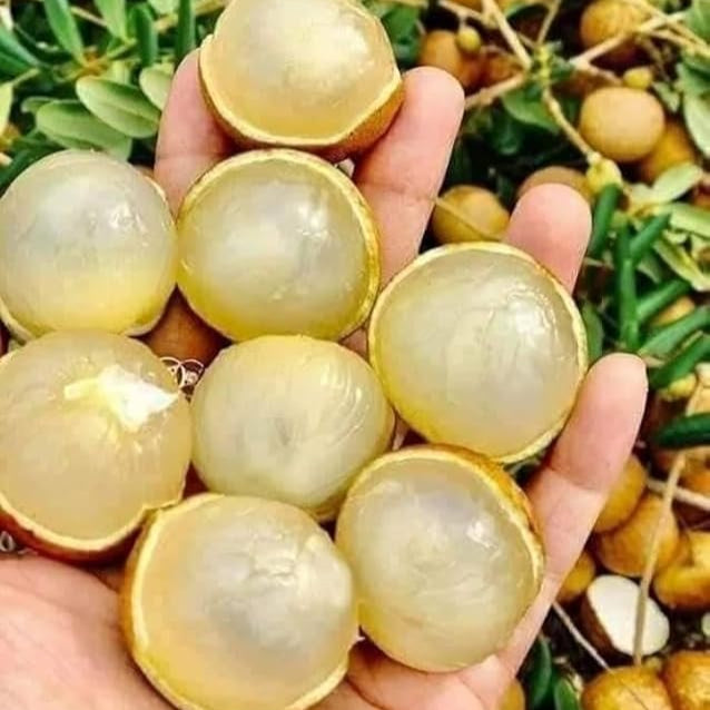 Ping Pong Longan Fruit Plant (Dimocarpus longan)