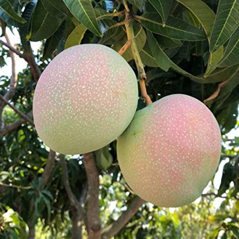 Jumbo Red Live Plants