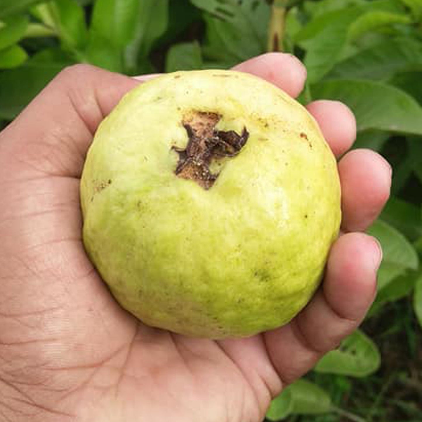L 49 Guava Live Plant (Psidium Guajava)