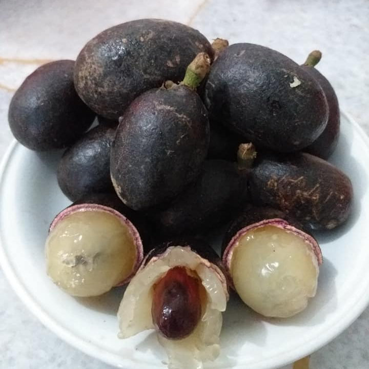 Black Matoa Live Plant (Pometia Pinnata)