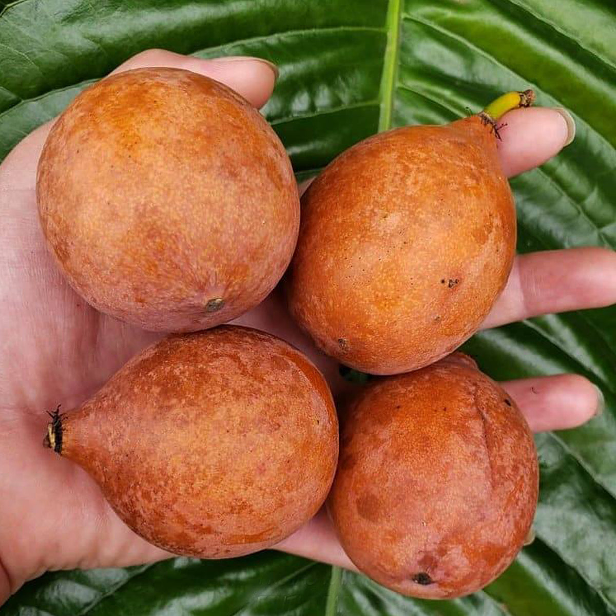 Achachairu Fruit Live Plants (Garcinia Humilis)