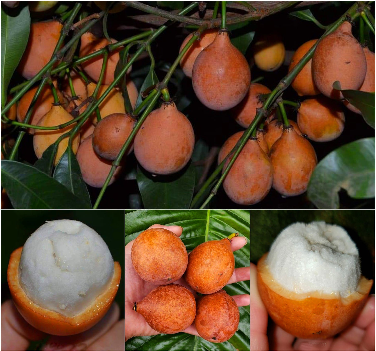 Achachairu Fruit Live Plants (Garcinia Humilis)