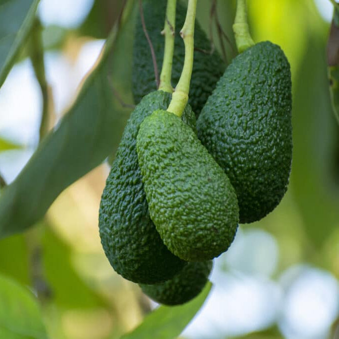 Avocado Hass Live Plant (Persea americana 'Hass')