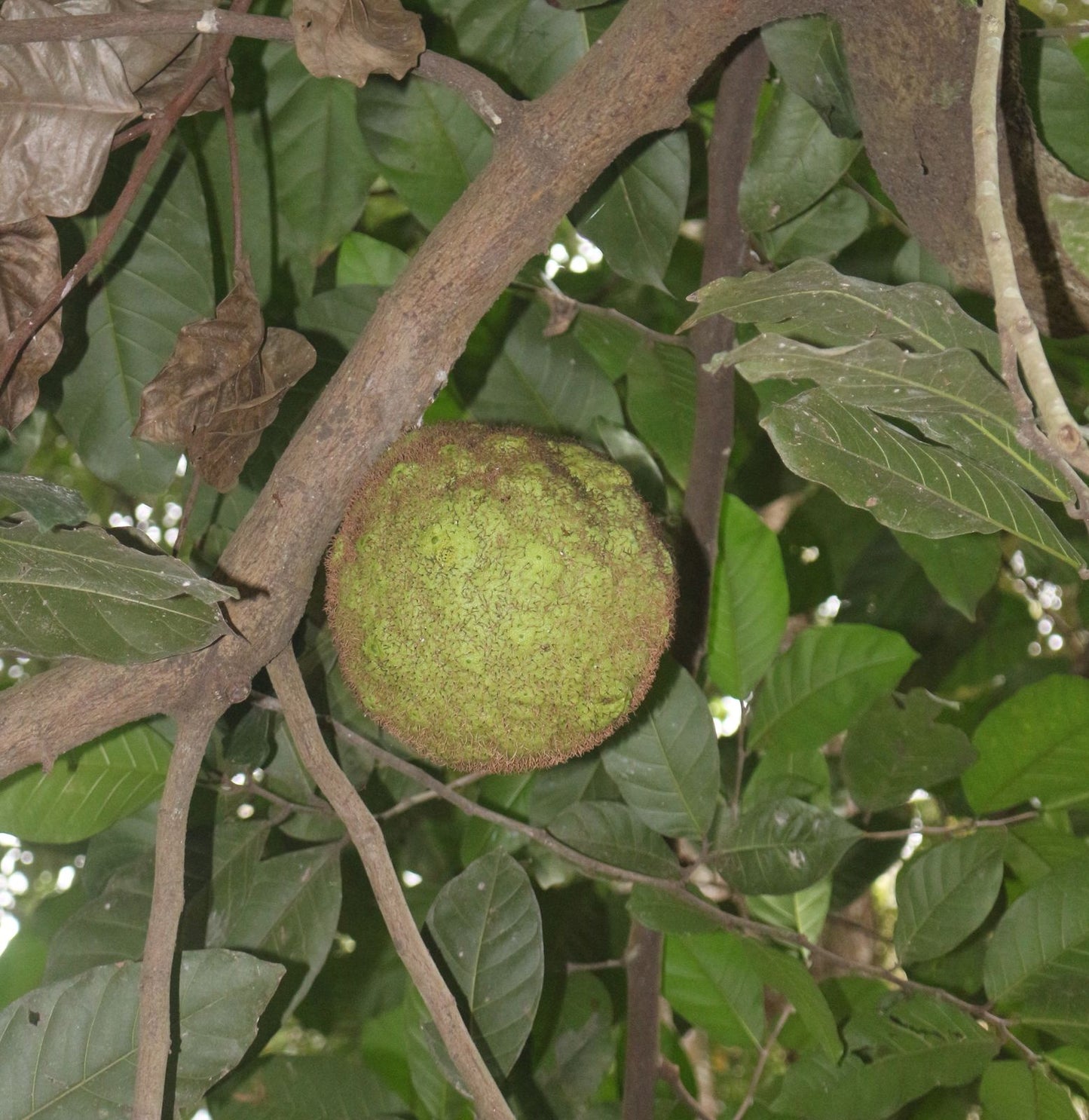 African Breadnut Fruit Plants (Treculia Africana)