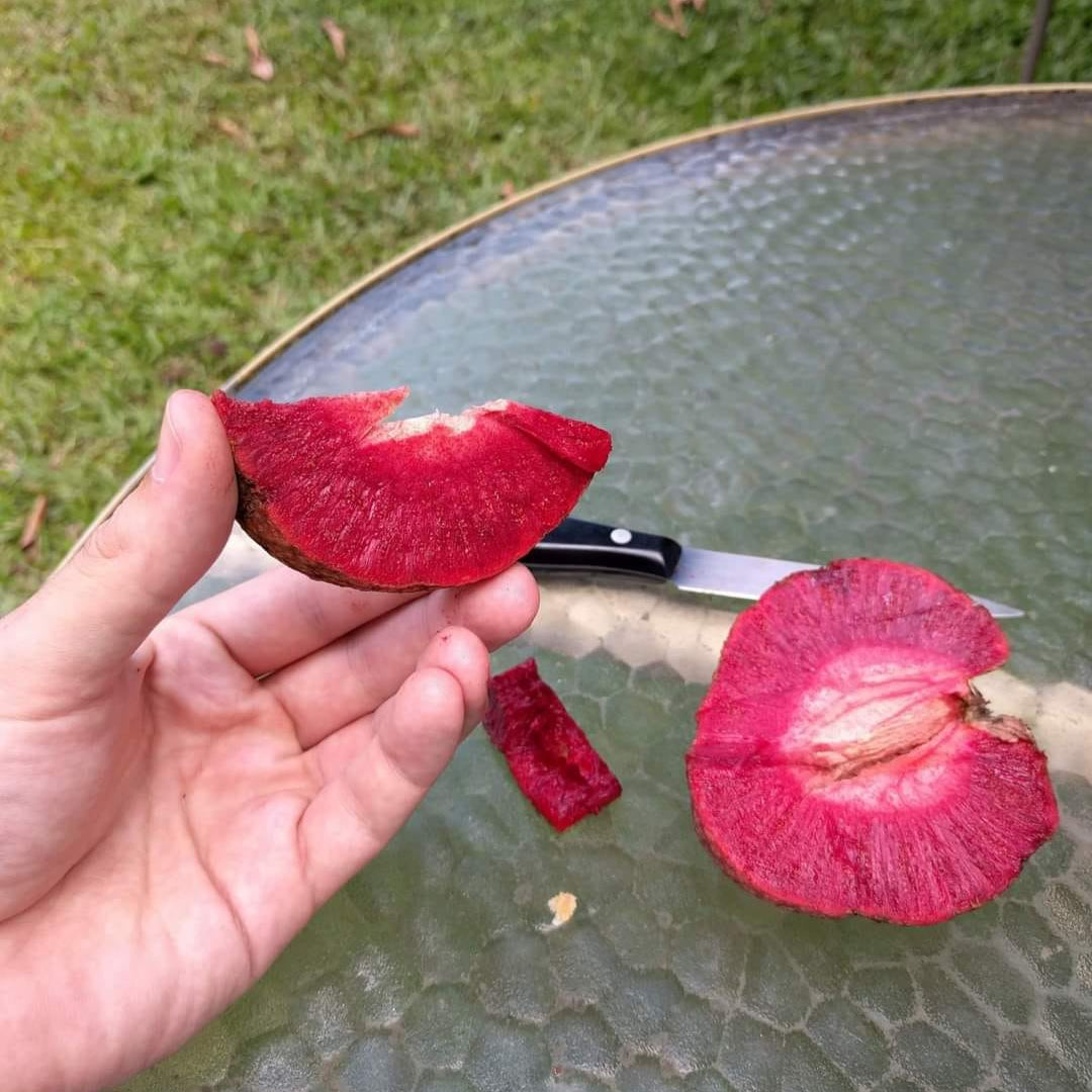 African Red Peach Live Plant (Nauclea latifolia)