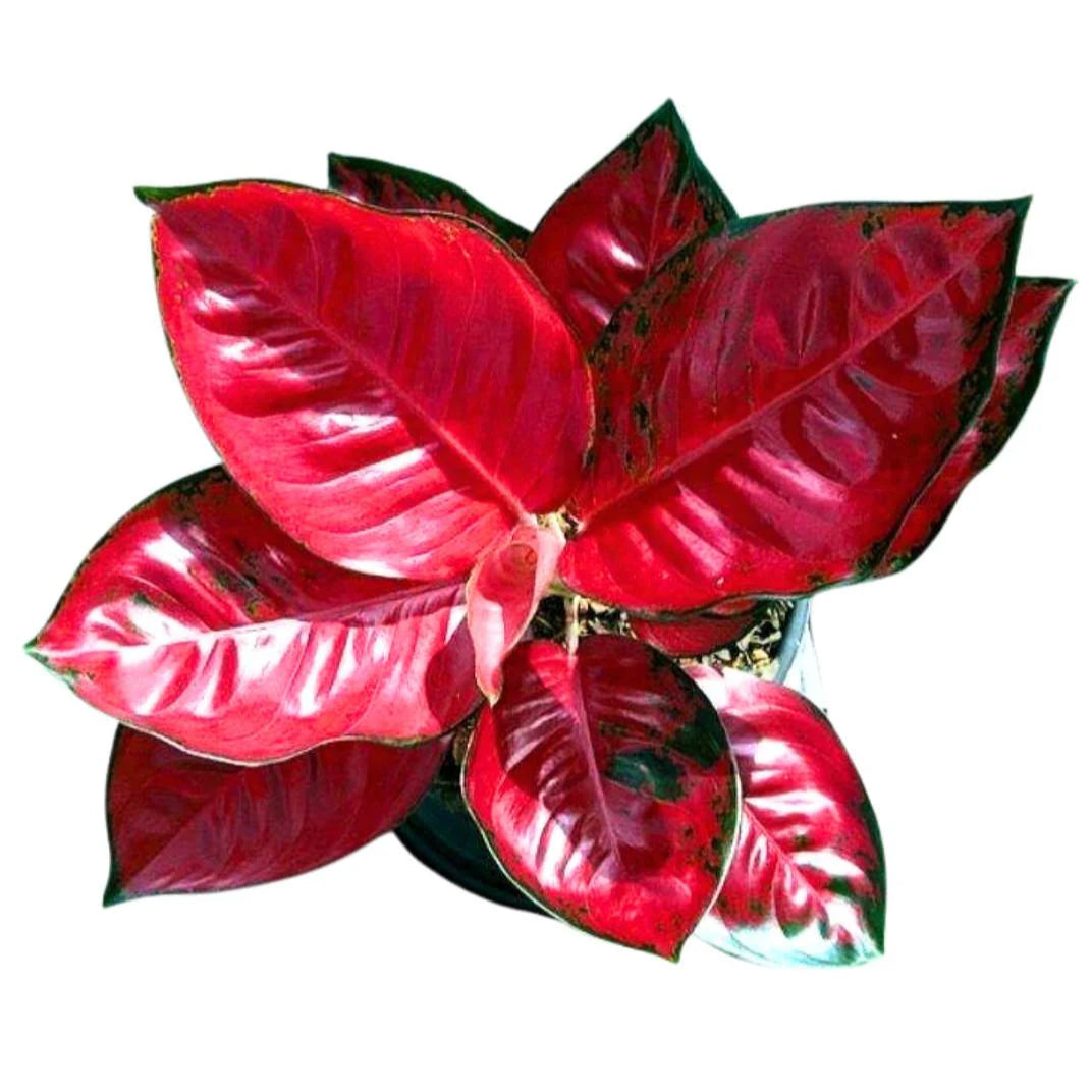 aglaonema red thai Aglaonema Thailand Red Live Plant – veliyathgardens