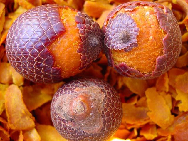 Aguaje Fruit Plant (Mauritia flexuosa)