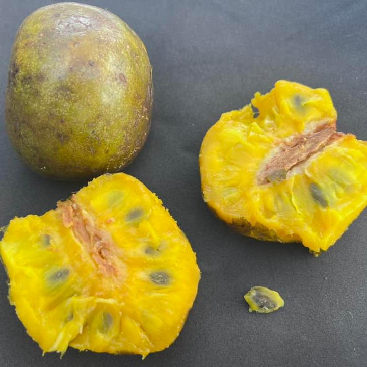 Amazon Custard Apple Fruit Plant ( Annona Amazonica )