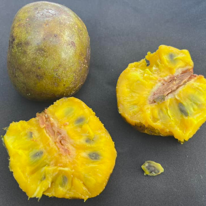 Amazon Custard Apple Fruit Plant ( Annona Amazonica )