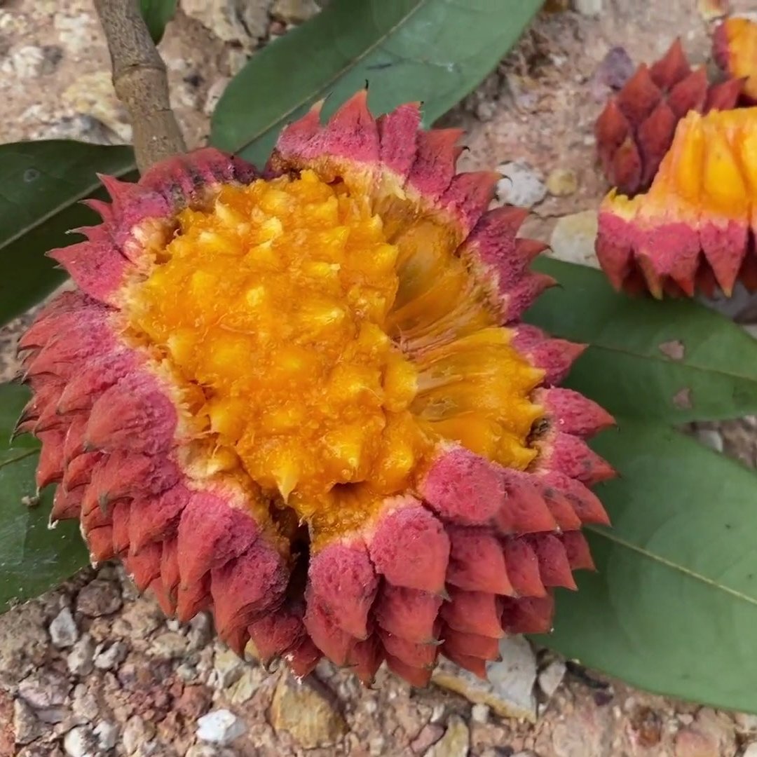 Ameju Fruit Plant (Duguetia Echinophora)