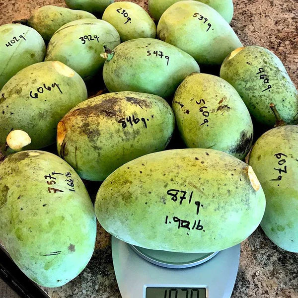 American Pawpaw Live Plants (Asimina triloba)