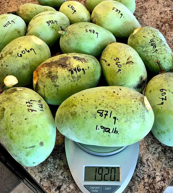 American Pawpaw Live Plants (Asimina triloba)