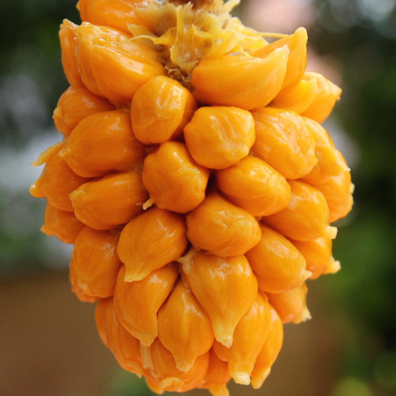 Anjili Jack Fruit Live Plant( Artocarpus hirsutus)