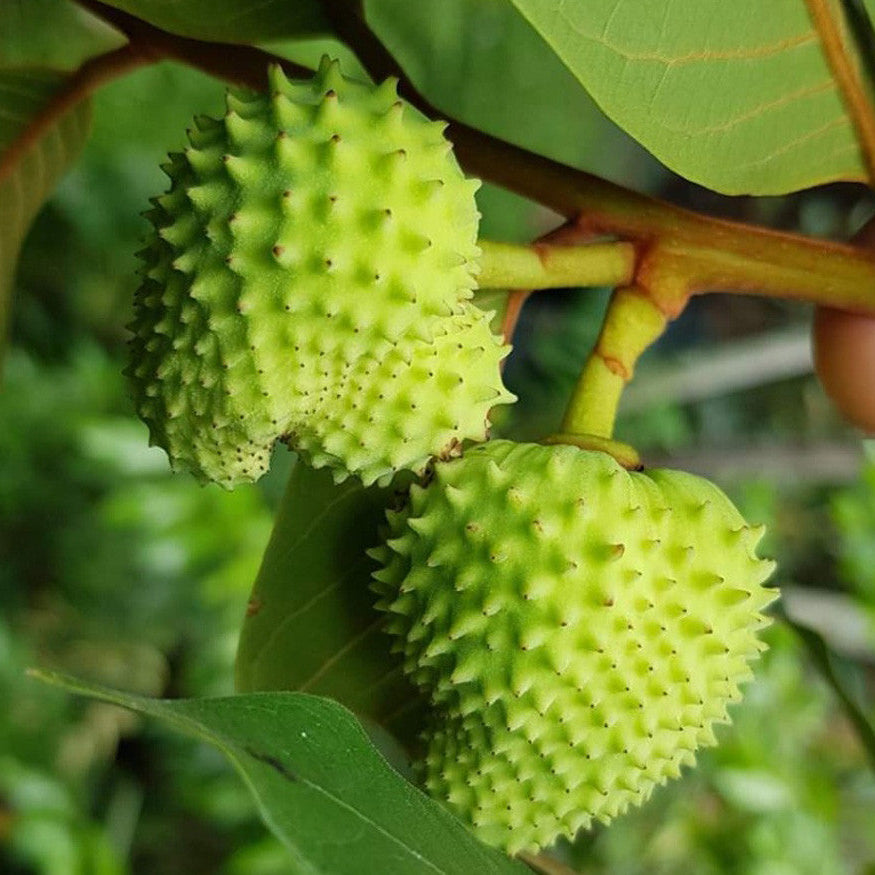 Annona paludosa Fruit Plant