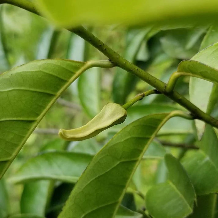 Annona Quinduensis Fruit Plant (Annona Quinduensis)