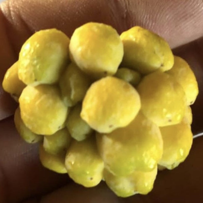 Annona maritima Live Plant (Annona maritima )