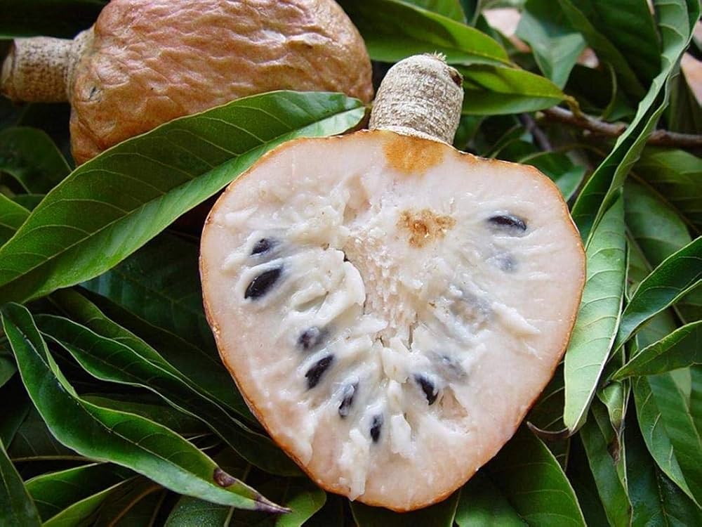 Custard Apple Fruit Plant (Annona Reticulata)