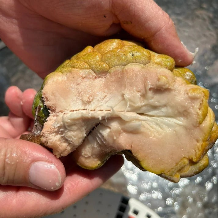 Pink Turkey Head Sugar Apple Live Plant ( Anonna reticulata " Pink turkey head )