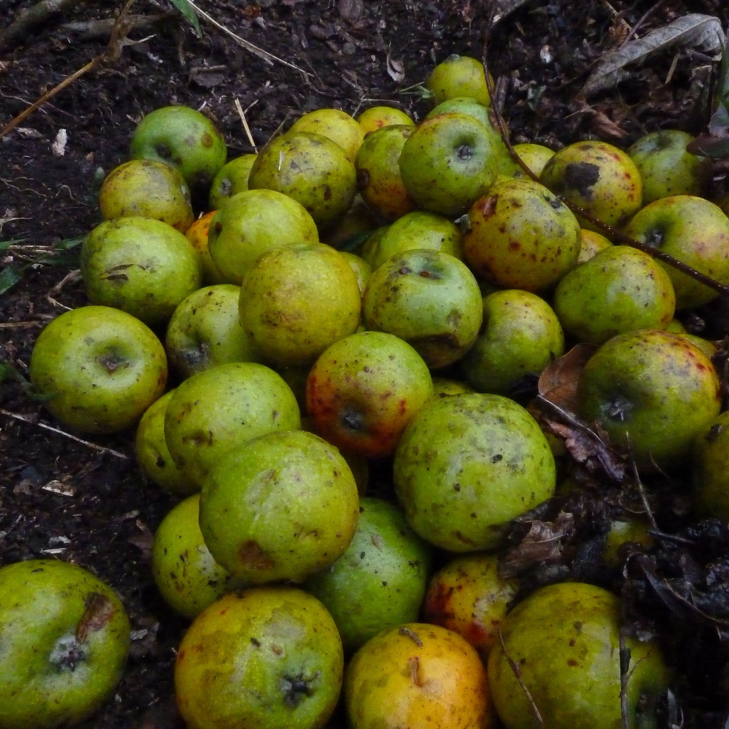 Assam Apple Fruit Plant (Docynia indica)