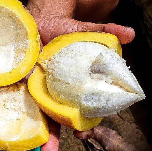 Bakuri Fruit Plants (Platonia Insignis)