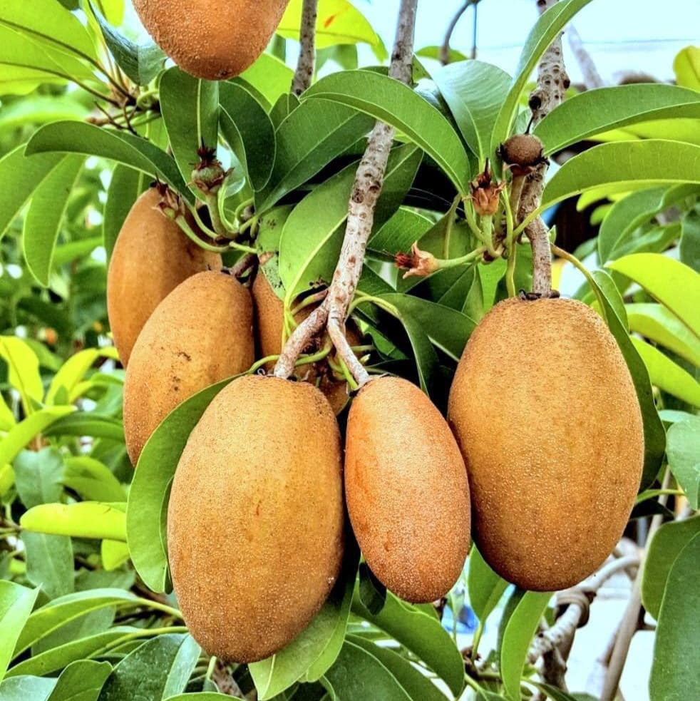Banana Sapote Live Plant