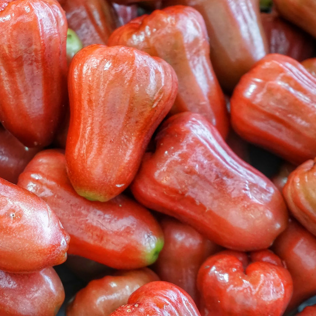 Bangkong Chamba Live Plants (Syzygium Samarangense)