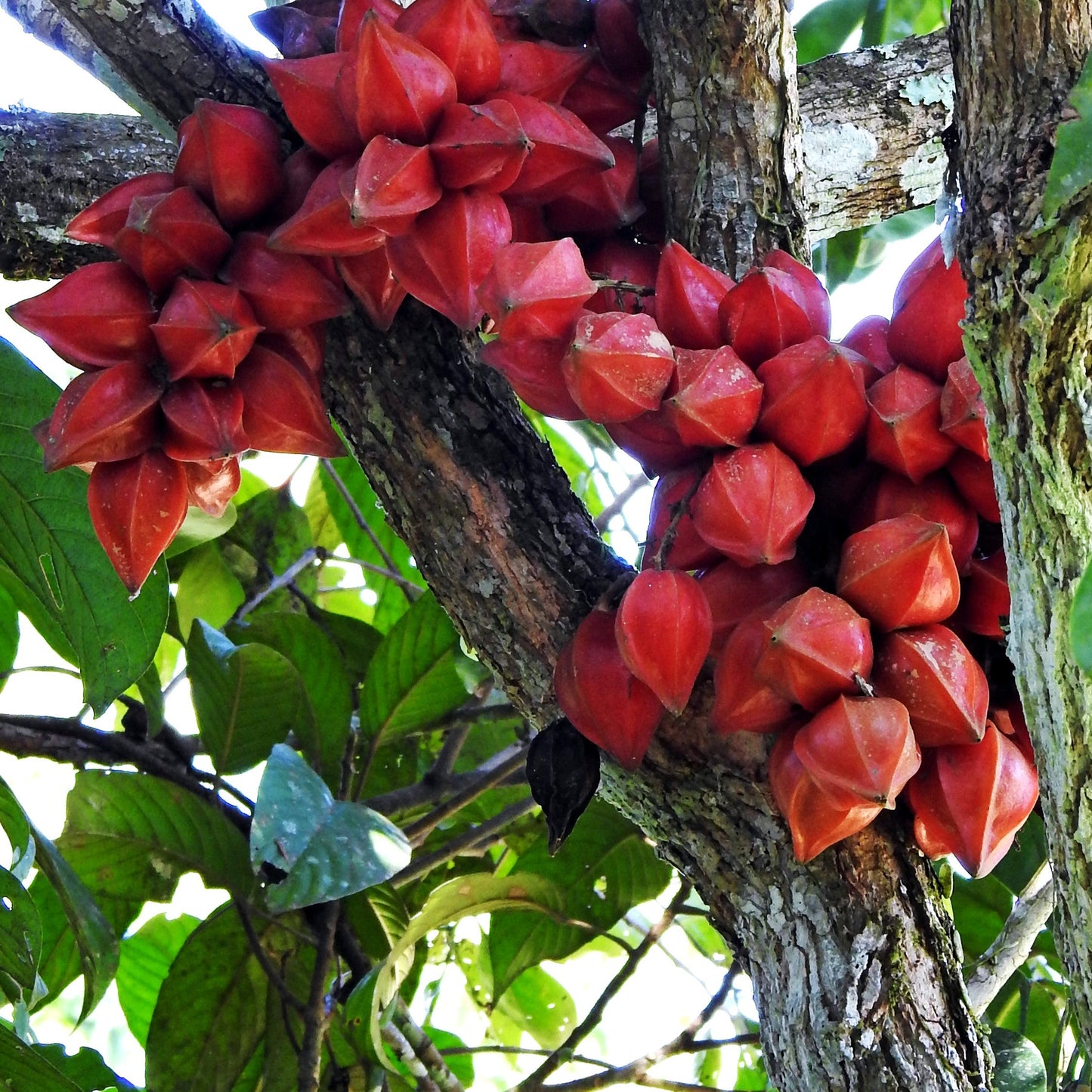 Belimbing Darah Fruit Plants (Baccaurea Angulata)