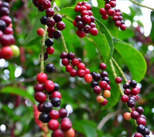 Bignay Fruit Plants (Antidesma Bunius)