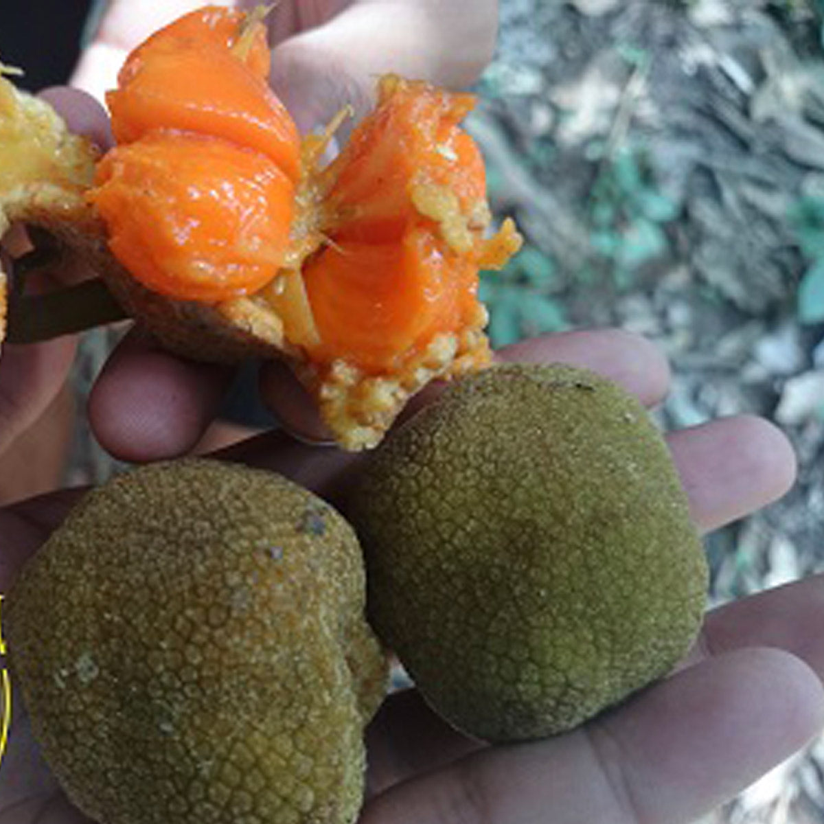 Bondon Fruit Plant (Artocarpus brevipedunculatus)