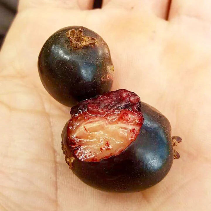 Cherry of the Paramirim Fruit Plant (Eugenia Oblongata)
