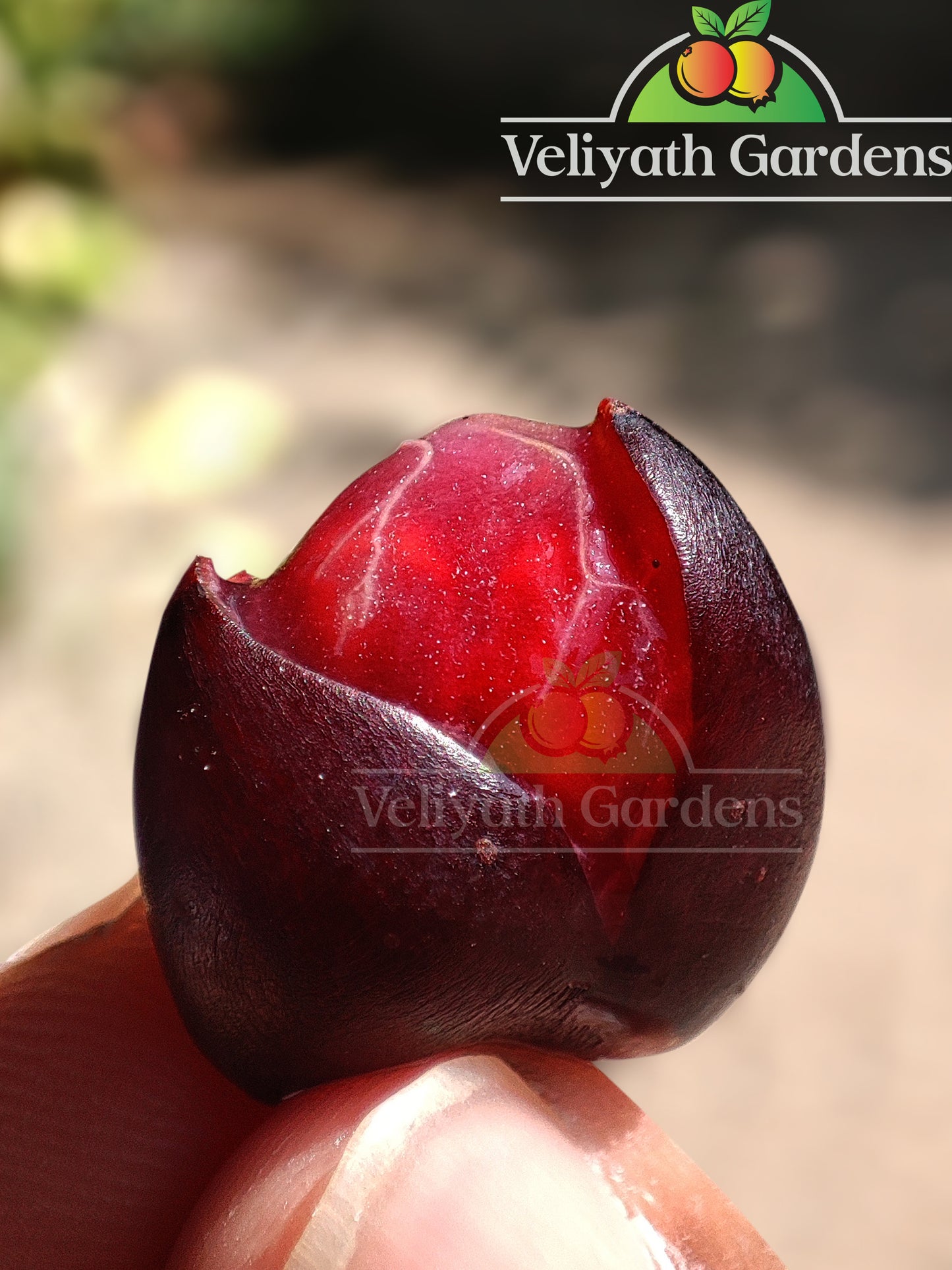 Cambodian Wild Grape Live Plant (Ampelocissus martini)